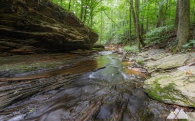 Explore the Johnson Ferry North trail!